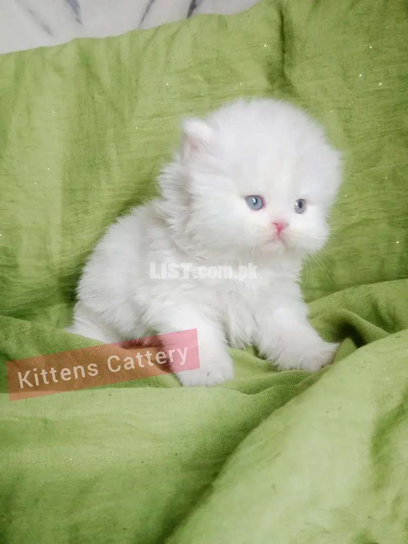 Beautiful Kitten up for sell