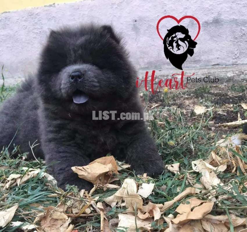 Chow Chow Pup for import in Blue color.