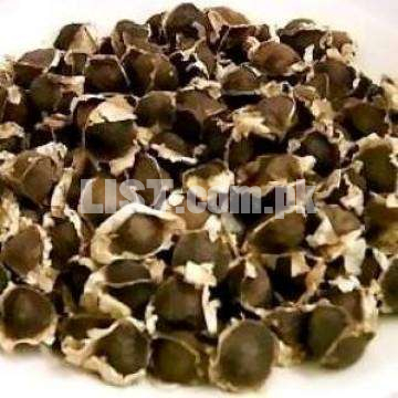 Plant your own miracle tree of Moringa (Sohanjna) with quality Seeds