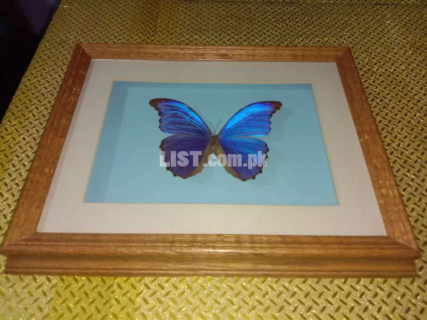 Real Giant Blue Morpho Butterfly Wall hanging Frame for sale