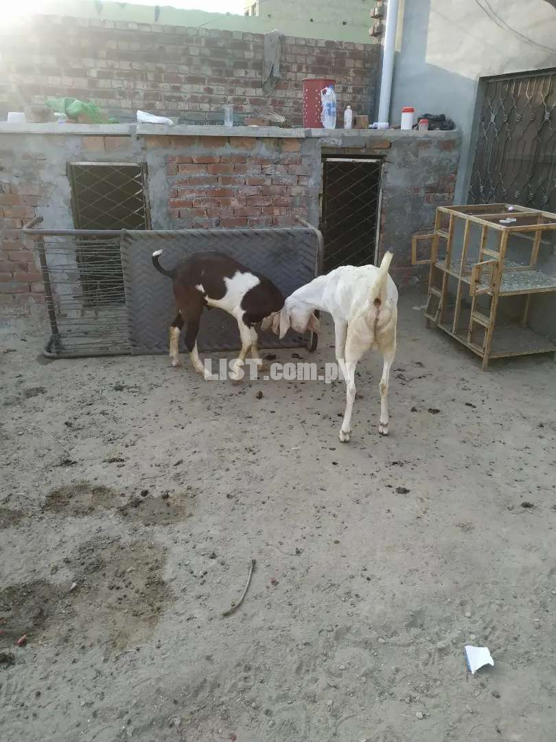 2 kanaal for rent for dairy farm goat farm