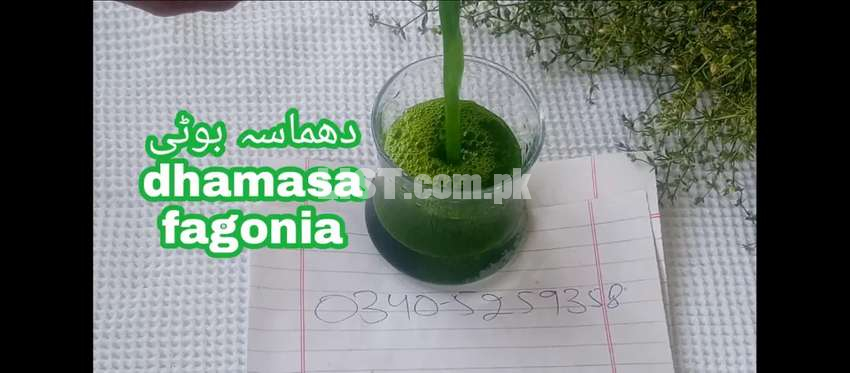 Dhamasa booti fagonia herbal use for cancer