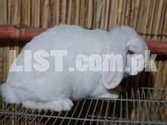 Holland Lop Female Red eye 5 month +