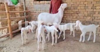Goat for sale 03256122574