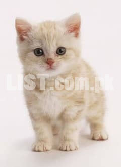 pair available grey parsian female and golden male tabby breed