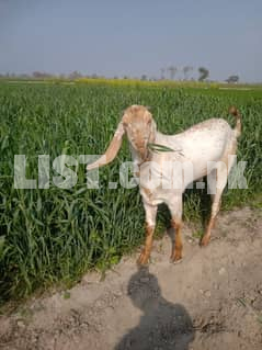 Bakra for sale argent my WhatsApp 03359967658