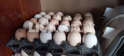 Fertile Eggs of Heritage Breeds for sale.