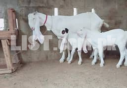 Goat For Sale 03098817561