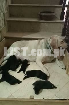 labrador papy available father Pic sath age 25 days