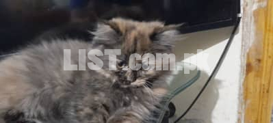 11 weeks old healthy, vaccinated persian kitten