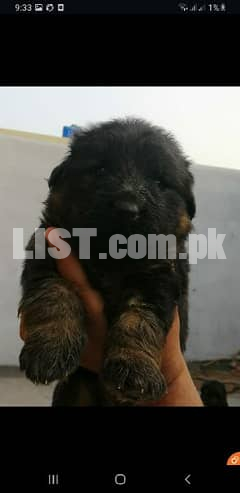 Pedgriee German Shephard Pups puppy available