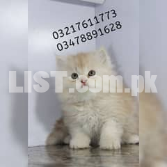 persian cat kitten beauties available in very unique colours