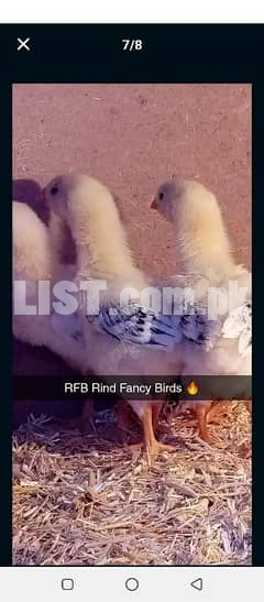 PURE O SHAMO Ringbirds Chicks Avalaible