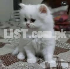 PERSION SEMI PUNCH FACE TRIPPLE COAT KITTENS SNOW WHITE