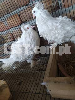 Frillback pigeon breeder pair