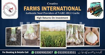 G1 garlic Hg1 garlic pakistan Lehson buy and sell