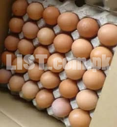Astralorp Fertile Fresh Eggs available for sale!!