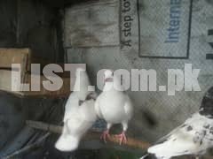 white and silkoty pigeon