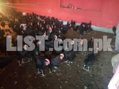 100% Pure Australorp Roosters For Sale. Australorp Cock, Murgha