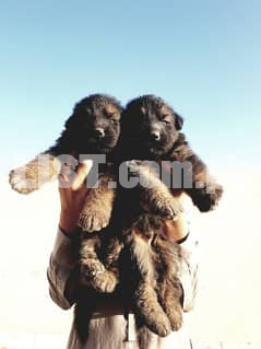gsd puppies for sale long coat and short coat.