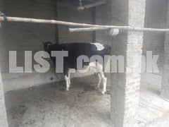 fresian cows for sale