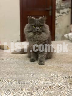 grey tripple coated punch face female cat
