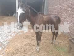female horse for sale