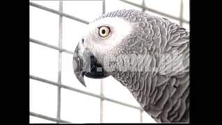 8 years Old Adult Grey Parrot Breeder Male