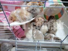 Free syrian hamster with cage read full description please