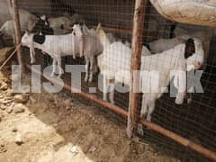 Goats For Sale 03447312528
