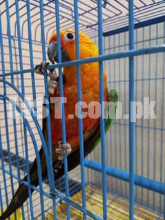jenday conure female parrot