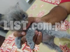Persian kittens available Lahore