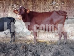 cow and hiferz for sale