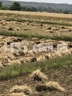 30 Kanal agriculture land for rent.