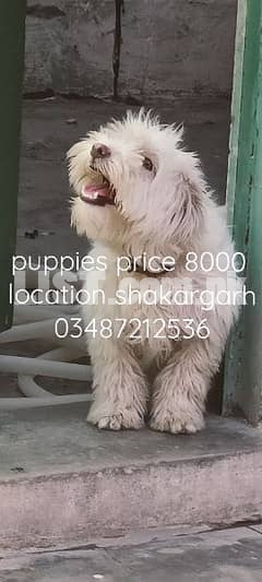 maltese puppies urgent for sale