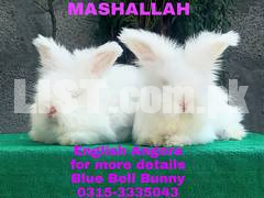 English Angora Rabbits(Cash on Delivery)