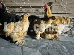 iam selling golden buff hen eggs available in peshawar only