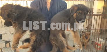double and single coat gsd puppies