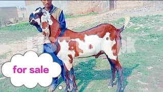 Goats Available Bakra / Rajanpuri Bakra 03255746019