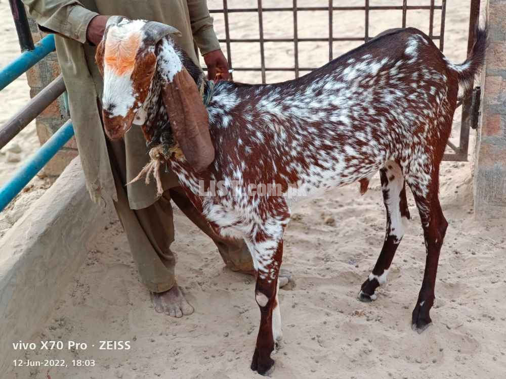Bakra Livestock for sale in Islamabad