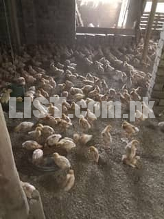 lohman brown hens