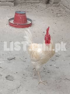 home grown chickens 03437993711