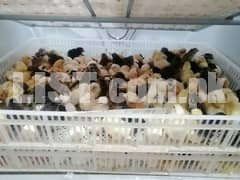 1056 Eggs imported incubator