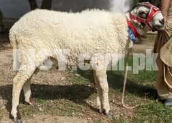 2 dant mundra dumba or chakki sheep bakra goat