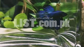 Midnight Blue/Royal Blue Stunning Halfmoon Betta Fish Male | Beta Fish