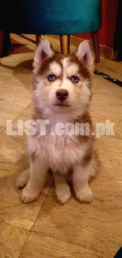 Siberian Husky Pups Available For Booking