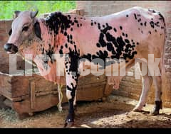 Cow / bull/ qurbani livestock
