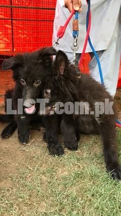 Black Shepherd Long Coat Pair puppies available. Male & Female