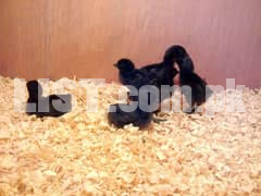 Ayam Cemani Chicks _Rare And Expensive Breed in the World.