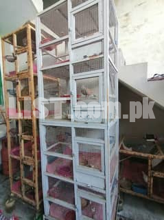 Birds and cage all setup for sale *3*1*3*2*0*0*8*4*9*2 whatsap call